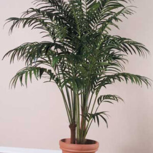 Kentia (Howea spp.)