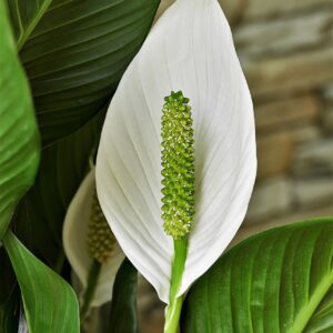Spatiphyllum