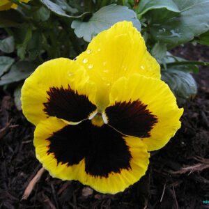 Viola del pensiero (Viola tricolor)