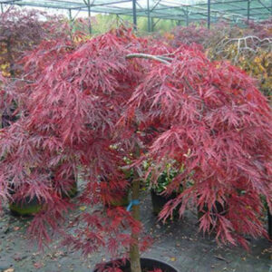 Acer palmatum Dissectum Doratum