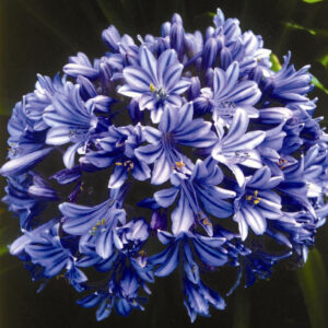 Agapanthus spp.