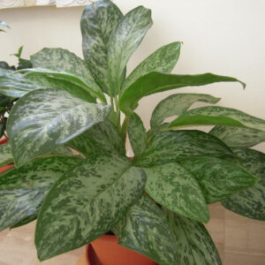 Aglaonema