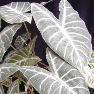 Alocasia