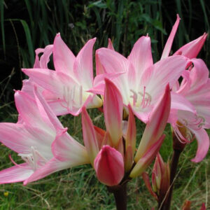 Amaryllis