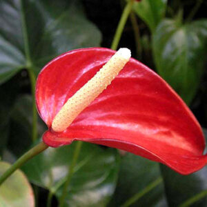 Anthurium