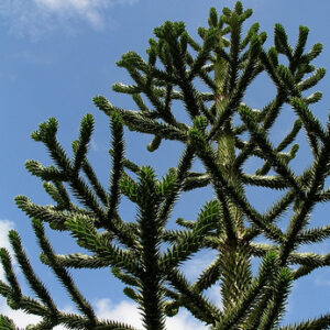 Araucaria heterophylla (Pino di Norfolk)