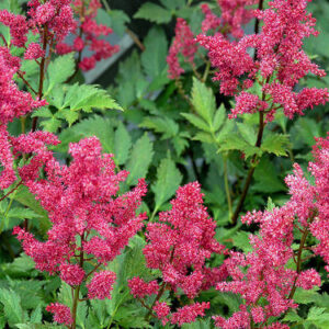 Astilbe spp.