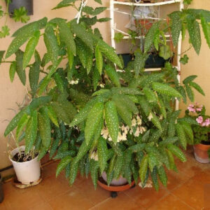 Begonia albo maculata