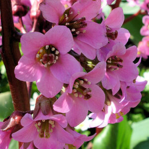 Bergenia