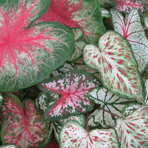 Caladium