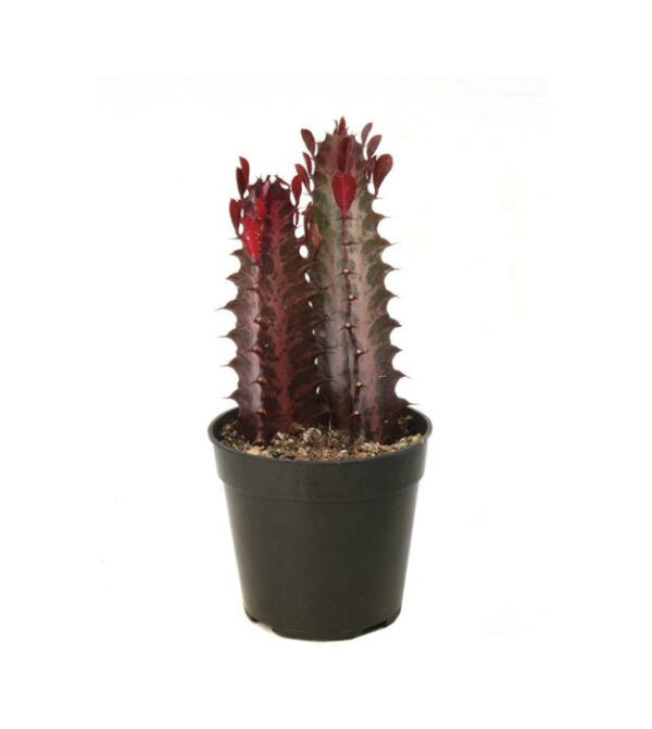 Euphorbia Trigona Rossa