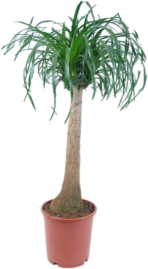 Beaucarnea