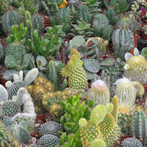 Cactus