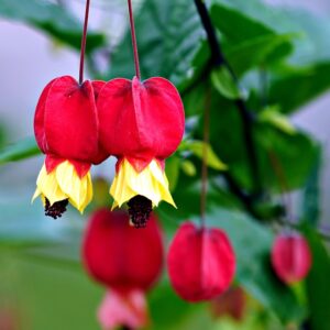 Abutilon