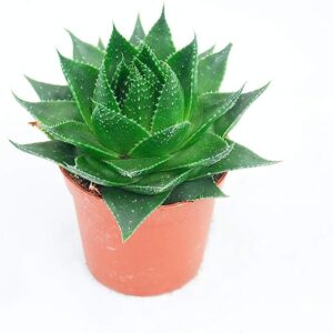 Aloe cosmo