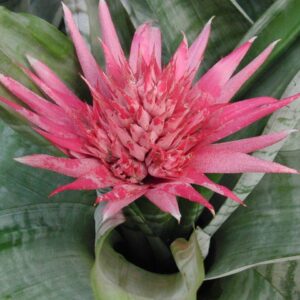 Aechmea fasciata
