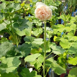 Alcea rosea o Malvarosa