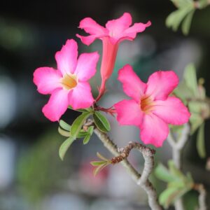 Adenium