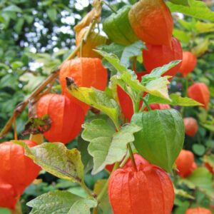 Alkekengi officinarum