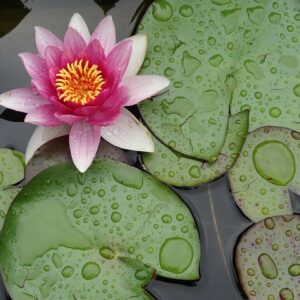 Nimphaea (it. Ninfea)