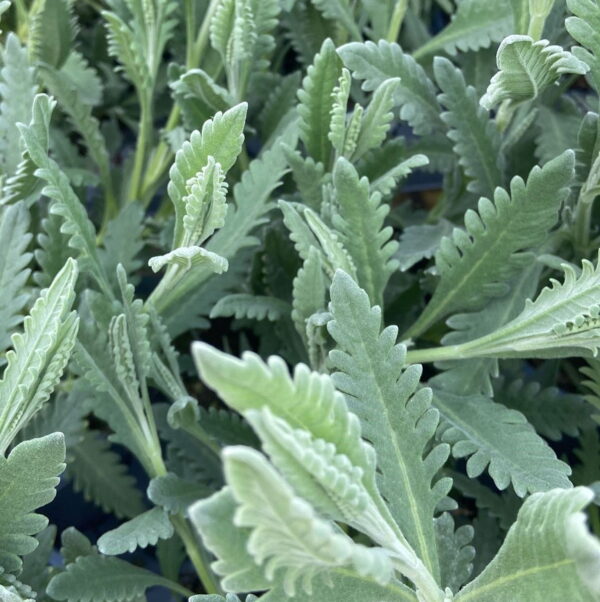 Lavandula dentata (Lavanda francese)