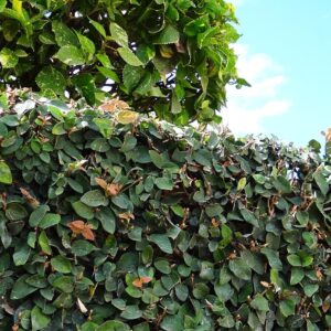 Ficus pumila