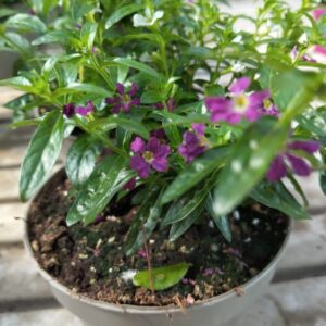 Cuphea hissopifolia Kunth o Erica messicana (falsa Erica)