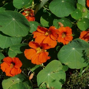 Tropaeolum o Nasturzio