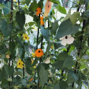 Thunbergia alata