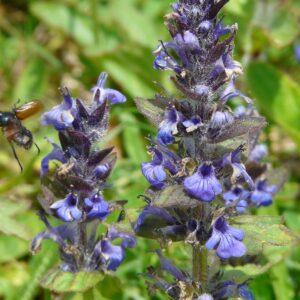 Ajuga spp. (volg. Bugola, erba di San Lorenzo, Iva comune)